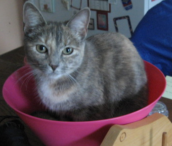Sophie